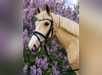 Poni alemán, Yegua, 5 años, 152 cm, Palomino
