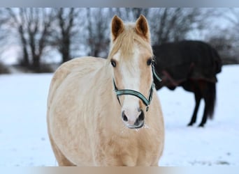 Poni alemán Mestizo, Yegua, 5 años, 152 cm, Palomino