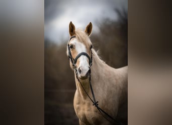 Poni alemán Mestizo, Yegua, 5 años, 152 cm, Palomino