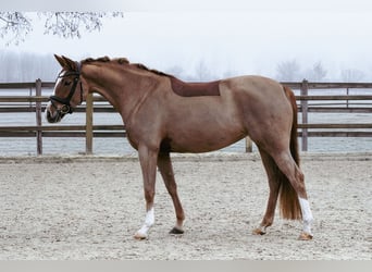 Poni alemán, Yegua, 5 años, 153 cm, Alazán