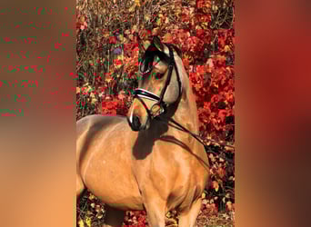 Poni alemán, Yegua, 5 años, 153 cm, Alazán-tostado