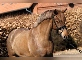 Poni alemán, Yegua, 5 años, 153 cm, Alazán-tostado