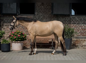 Poni alemán, Yegua, 5 años, 154 cm, Bayo