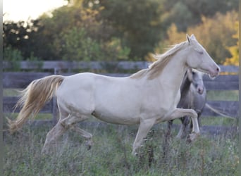 Poni alemán, Yegua, 5 años, 155 cm, Cremello