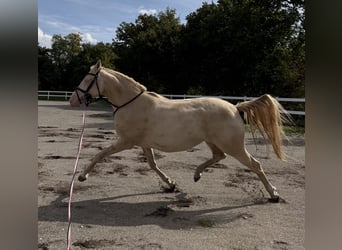 Poni alemán, Yegua, 5 años, 155 cm, Perlino