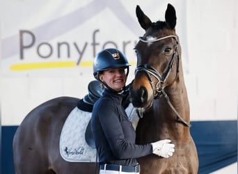 Poni alemán, Yegua, 5 años, 158 cm, Castaño oscuro