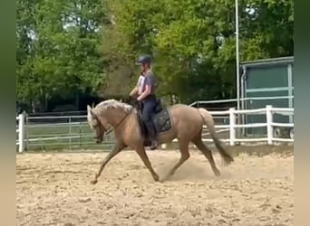 Poni alemán, Yegua, 5 años, Palomino
