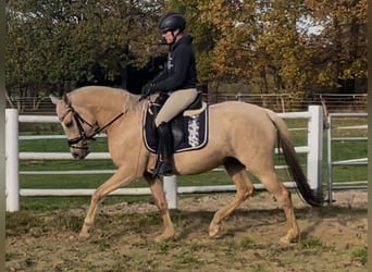 Poni alemán, Yegua, 5 años, Palomino