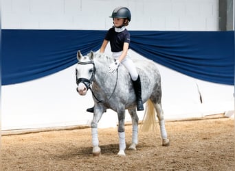 Poni alemán, Yegua, 6 años, 121 cm, Tordo