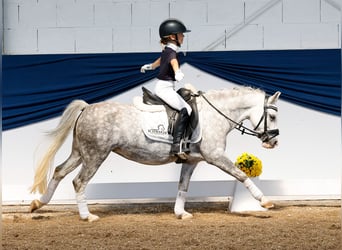 Poni alemán, Yegua, 6 años, 121 cm, Tordo