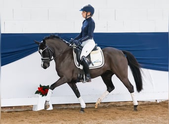 Poni alemán, Yegua, 6 años, 133 cm, Negro