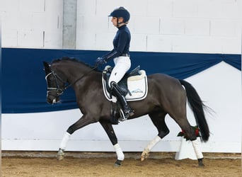 Poni alemán, Yegua, 6 años, 133 cm, Negro