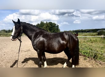 Poni alemán, Yegua, 6 años, 134 cm, Negro