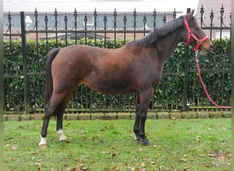 Poni alemán, Yegua, 6 años, 141 cm