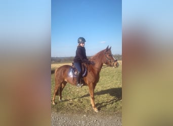 Poni alemán, Yegua, 6 años, 144 cm, Alazán-tostado