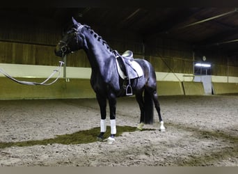 Poni alemán, Yegua, 6 años, 144 cm, Castaño oscuro