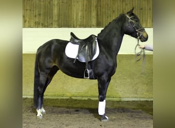 Poni alemán, Yegua, 6 años, 144 cm, Castaño oscuro