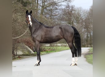 Poni alemán, Yegua, 6 años, 145 cm, Castaño oscuro