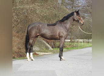 Poni alemán, Yegua, 6 años, 145 cm, Castaño oscuro