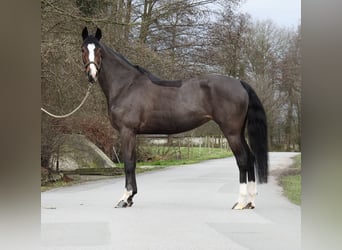 Poni alemán, Yegua, 6 años, 145 cm, Castaño oscuro