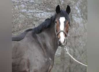 Poni alemán, Yegua, 6 años, 145 cm, Castaño oscuro