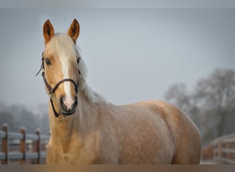 Poni alemán, Yegua, 6 años, 145 cm, Palomino