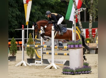 Poni alemán, Yegua, 6 años, 146 cm, Castaño