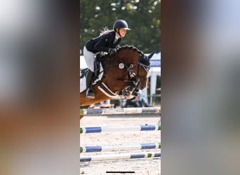 Poni alemán, Yegua, 6 años, 146 cm, Castaño