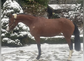 Poni alemán, Yegua, 6 años, 146 cm, Castaño