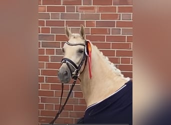 Poni alemán, Yegua, 6 años, 146 cm, Palomino