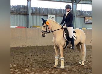 Poni alemán, Yegua, 6 años, 146 cm, Palomino
