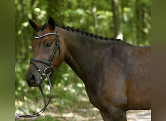 Poni alemán, Yegua, 6 años, 147 cm, Castaño