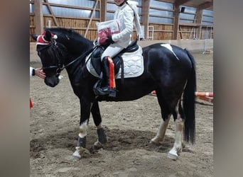 Poni alemán, Yegua, 6 años, 147 cm, Negro