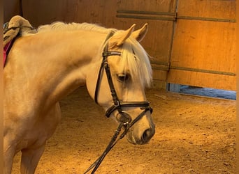 Poni alemán, Yegua, 6 años, 147 cm, Palomino