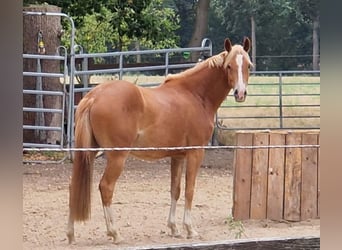 Poni alemán, Yegua, 6 años, 148 cm, Alazán