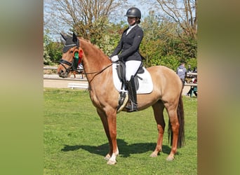 Poni alemán, Yegua, 6 años, 148 cm, Bayo