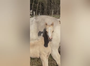 Poni alemán, Yegua, 6 años, 148 cm, Cremello