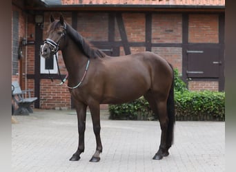Poni alemán, Yegua, 6 años, 148 cm, Negro