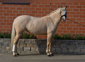 Poni alemán, Yegua, 6 años, 148 cm, Palomino