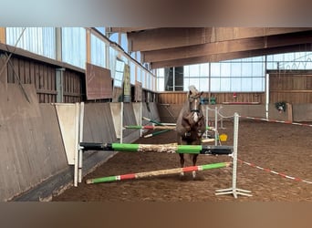 Poni alemán, Yegua, 6 años, 149 cm, Alazán-tostado