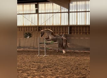 Poni alemán, Yegua, 6 años, 149 cm, Alazán-tostado