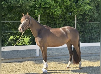 Poni alemán, Yegua, 6 años, 151 cm, Castaño oscuro