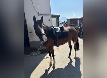 Poni alemán, Yegua, 6 años, 153 cm, Castaño