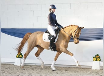 Poni alemán, Yegua, 6 años, 155 cm, Alazán
