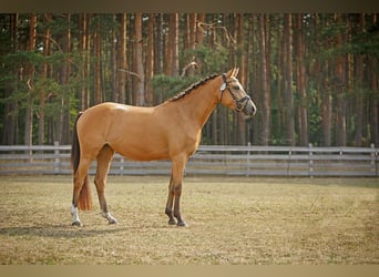 Poni alemán, Yegua, 7 años, 142 cm, Buckskin/Bayo