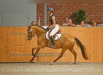 Poni alemán, Yegua, 7 años, 142 cm, Buckskin/Bayo