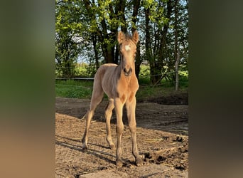 Poni alemán, Yegua, 7 años, 142 cm, Dunalino (Cervuno x Palomino)