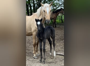 Poni alemán, Yegua, 7 años, 142 cm, Dunalino (Cervuno x Palomino)