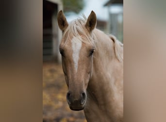 Poni alemán, Yegua, 7 años, 142 cm, Dunalino (Cervuno x Palomino)