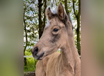 Poni alemán, Yegua, 7 años, 142 cm, Dunalino (Cervuno x Palomino)